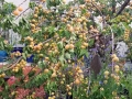 apricots2018