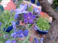Alkanet