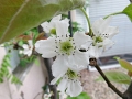 Asian Pear blossoms