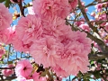 Flowering Plum blossoms