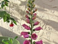 Delphinium