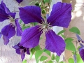 Clematis