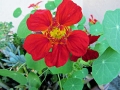 Nasturium