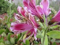 Alstromeria