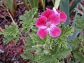 Geranium