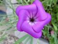 Corn Cockle unfurling