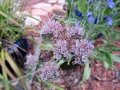 Scorpionweed