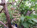 young apricots