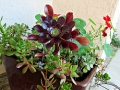 Pot full of succulents