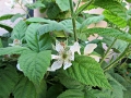 Marionberry blossoms