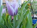 Ruffled Tulip