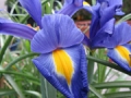 Douglas Iris