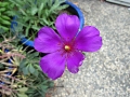 Candlearia
