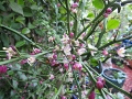 Finger Lime blossoms