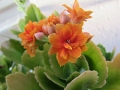 Kalanchoe