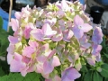 Hydrangea