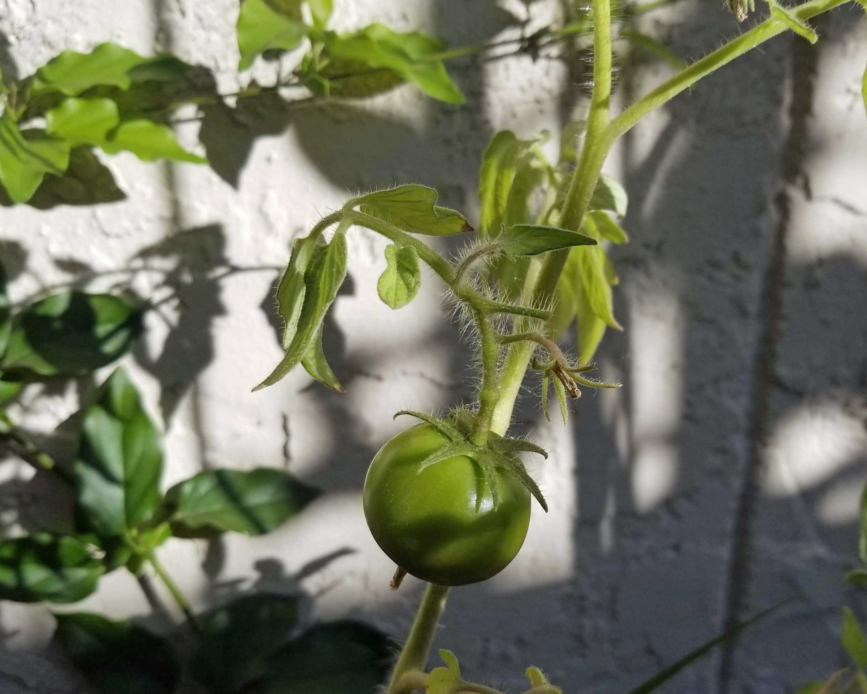 Last Tomato of 2018