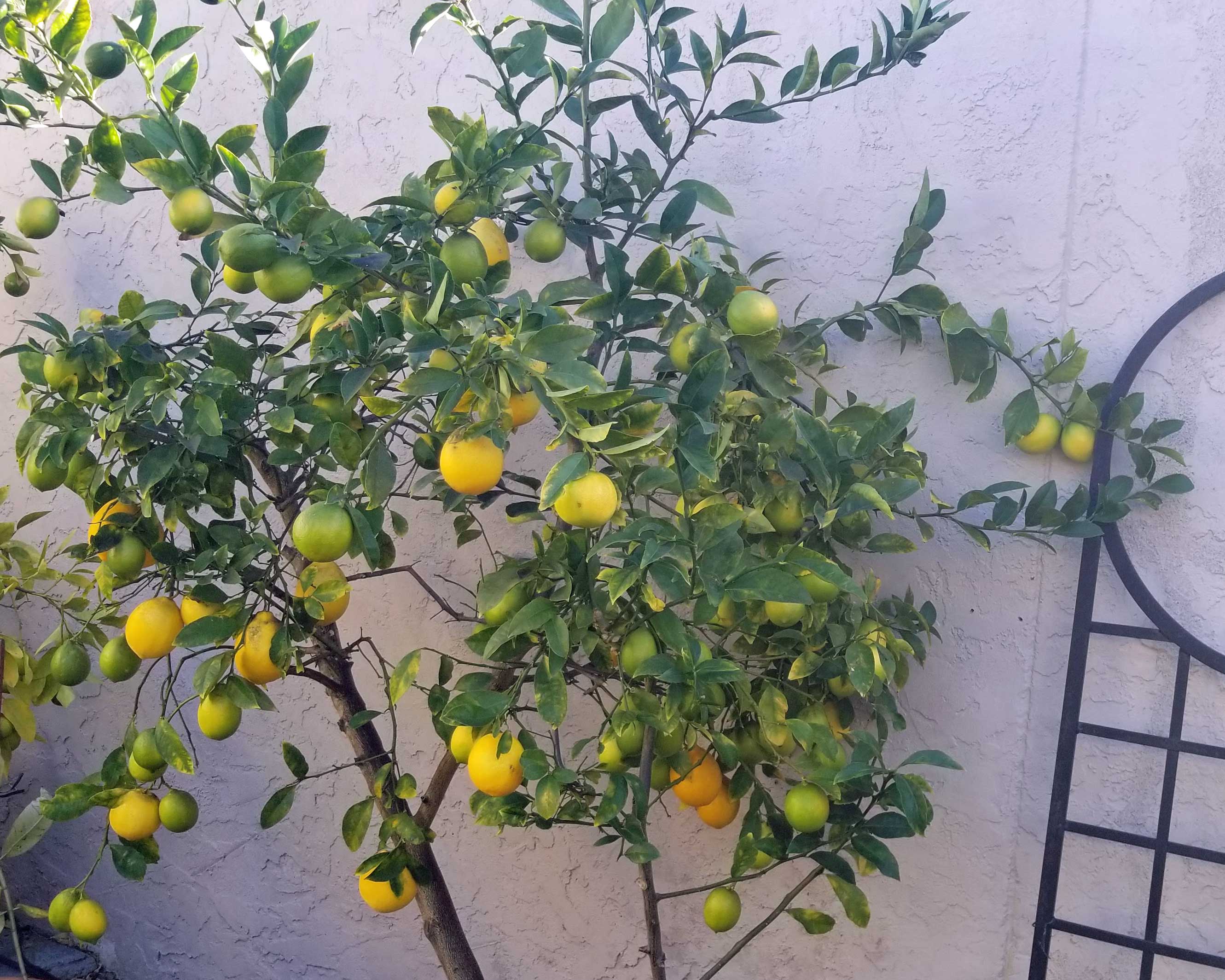 Pruned Lemon Tree