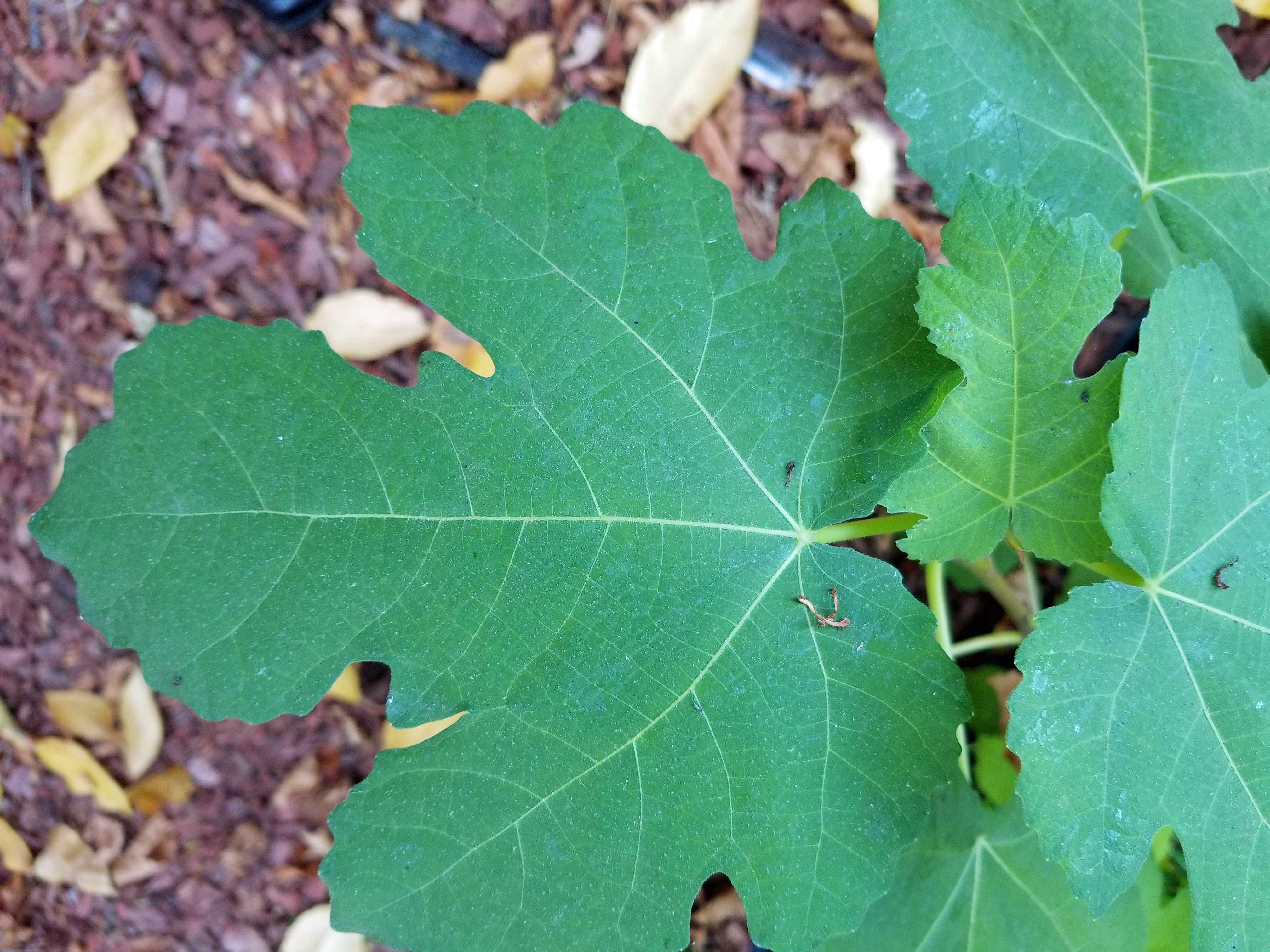 maple-leaf-oct-2018