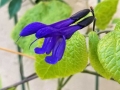 Salvia guaranitica 'Black and Blue'