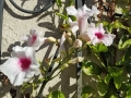 Bower Vine