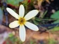 Coreopsis