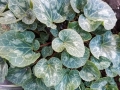 Cyclamen Leaves