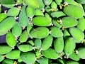 Feijoa