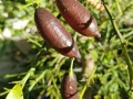 finger-limes-oct-2018