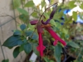 Firecracker Salvia