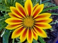 Gazania