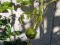 Last Tomato of 2018