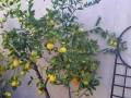 Pruned Lemon Tree