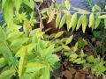 Lemon Verbena