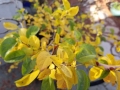Plum leaves before the fall