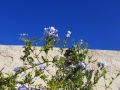 Plumbago