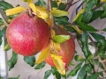 Pomegranates 2018