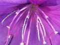 Princess Flower