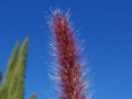 Red Fountain Grass
