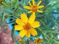 Tagetes