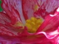 Tuberous Begonia