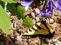 Butterfly on Lily of the Nile flowers