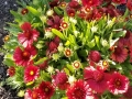 blanket-flower