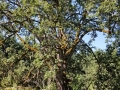 garry-oak