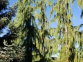 rare-conefirs-2