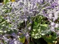 sea-holly