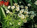 tickweed