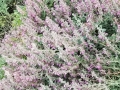willow-gentian