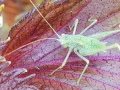 red-shiso-leafcutter-201706