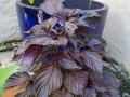 shiso-2019
